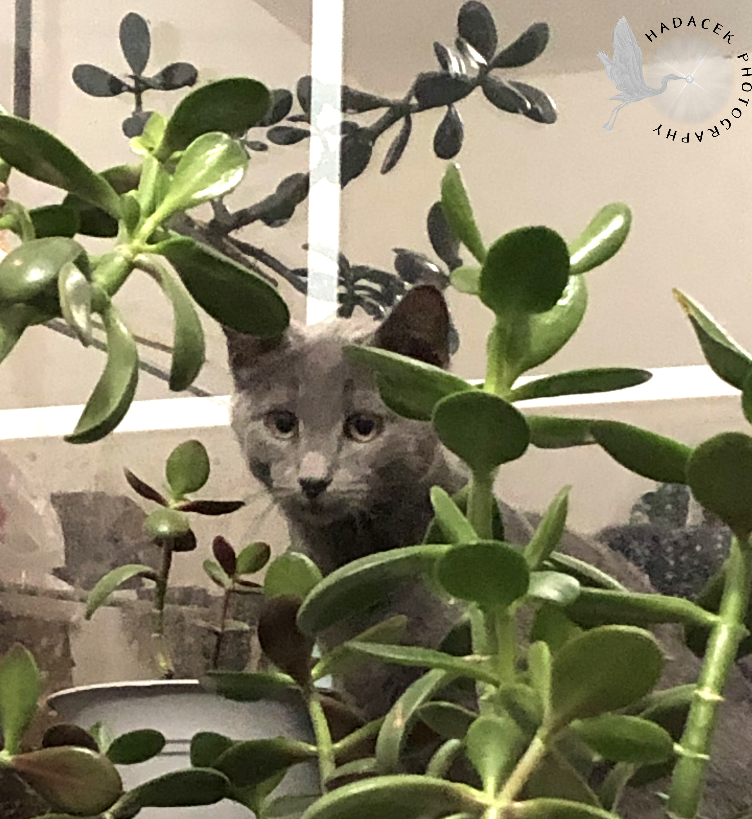 Cat and jade plants