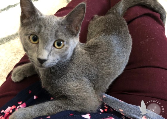 gray kitten