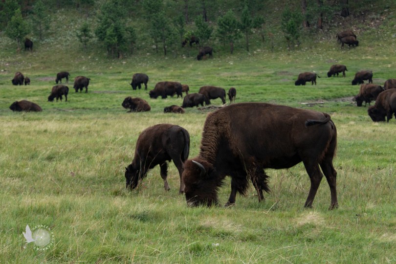 buffalo