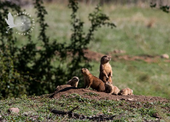 prairie dogs