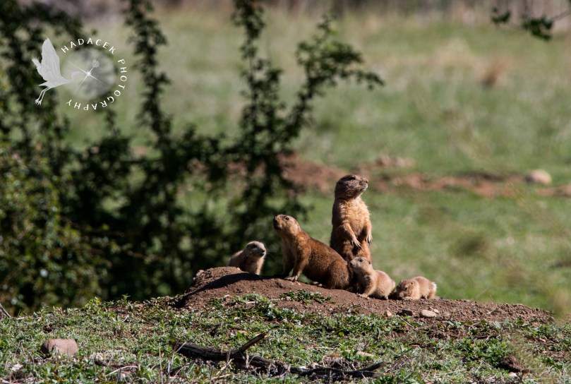 prairie dogs