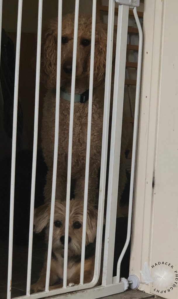 A baby gate is in place in a doorway. Behind it are an apricot standard poodle standing above a black and tan shaggy dog. They are looking through the gate, mesmerized.
