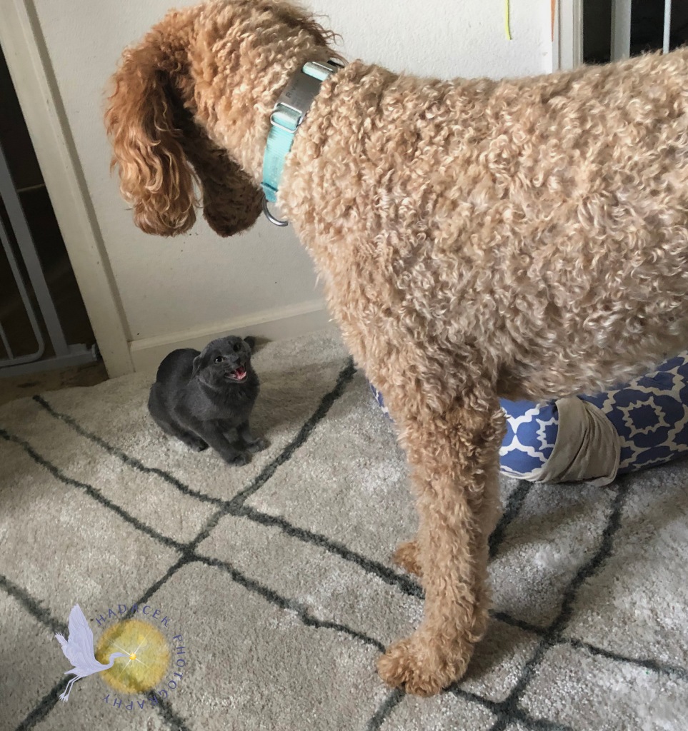 A small gray kitten hisses at the large standard poodle looming over her.
