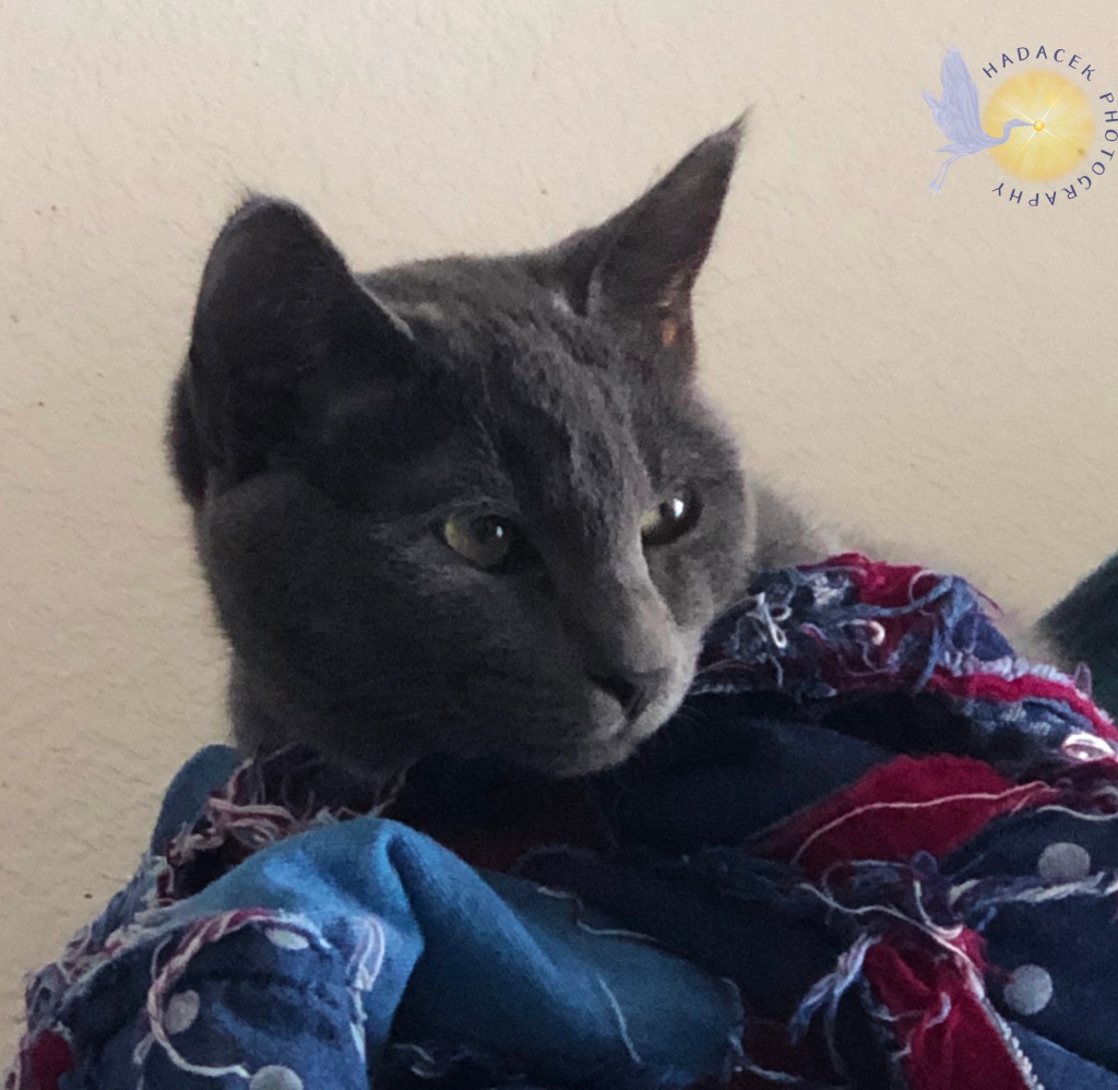 A gray cat with green eyes looks out from where she lays on a blue and maroon blanket. She looks mature, here, although still a kitten.