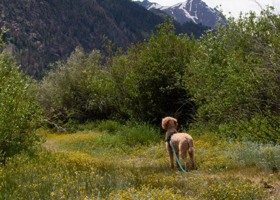dog; wildflowers