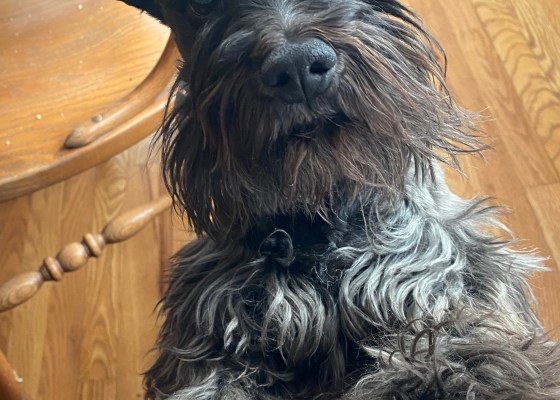 Black moustached dog