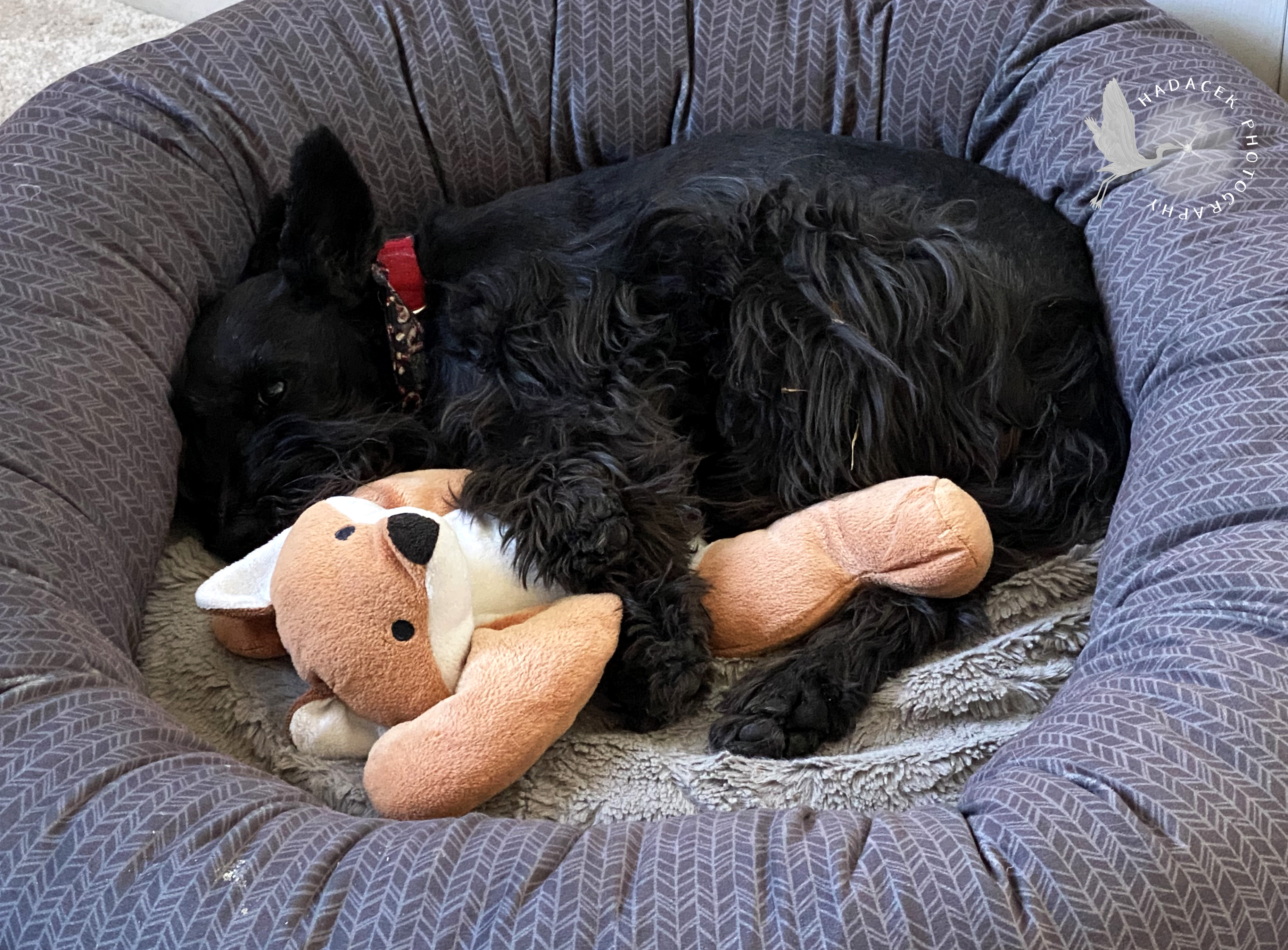 black dog snuggling toy