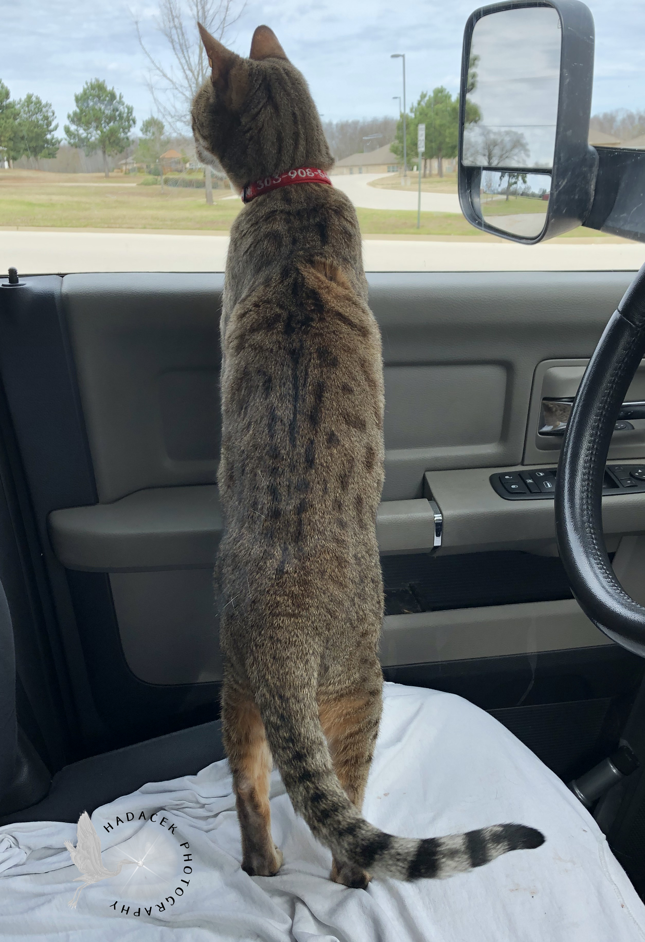 Cat in truck