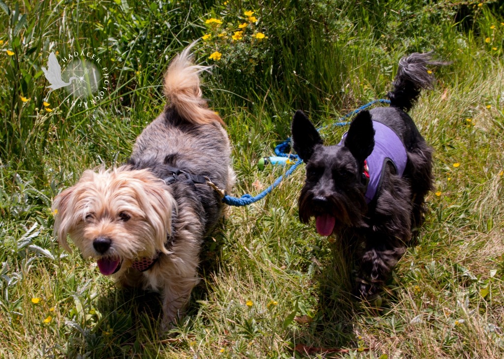 Two small dogs walk with their tongues hanging out in wildflowers and natural grasses. They are looking happy!