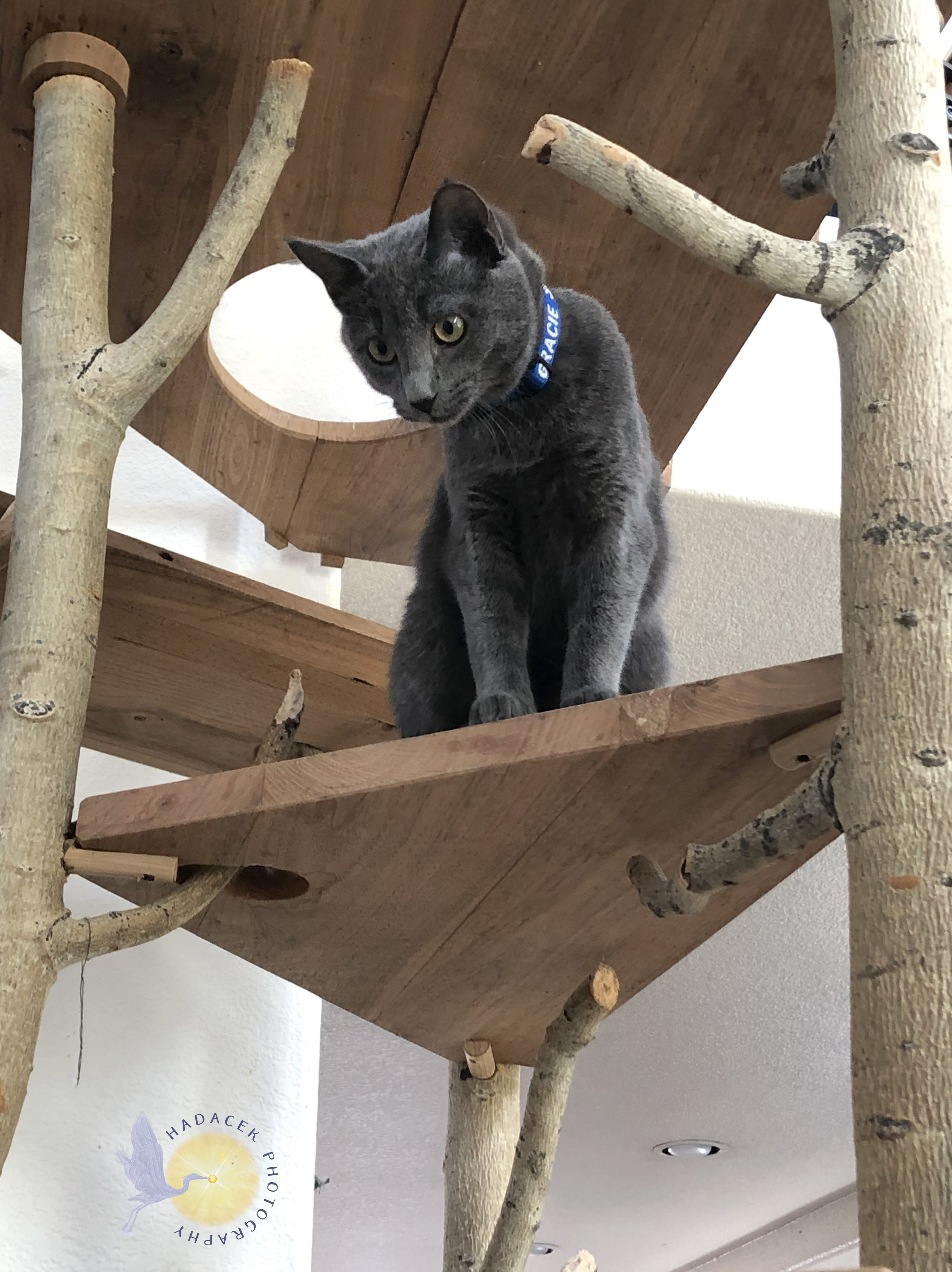 gray cat