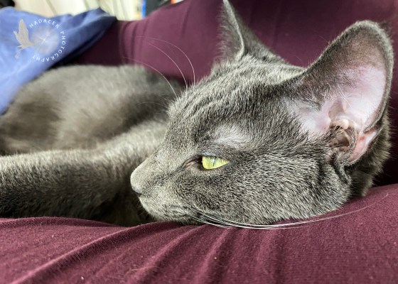 gray cat