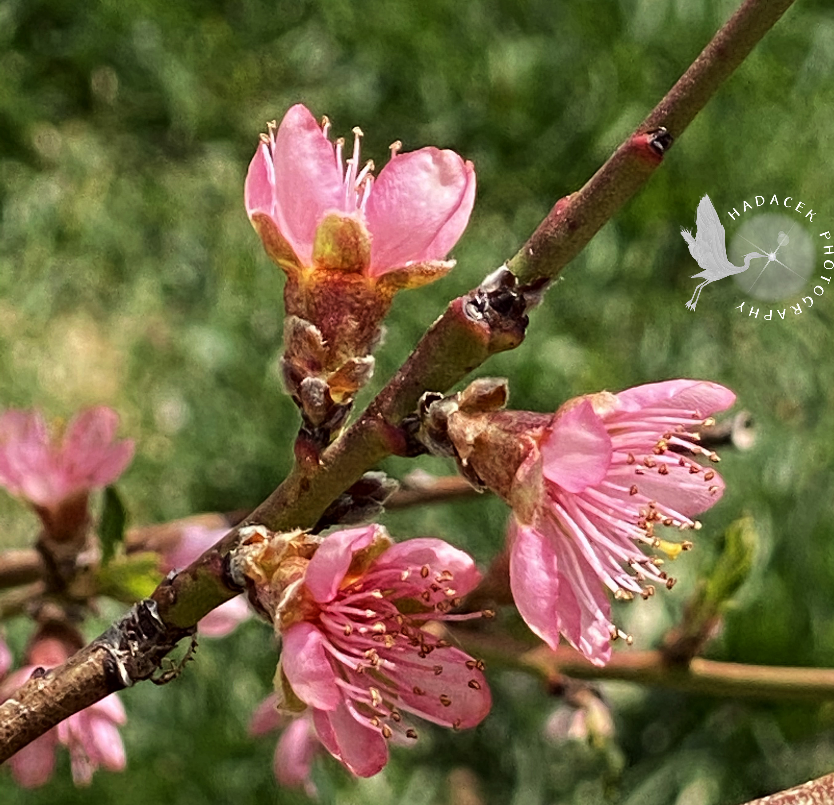 peach blossoms