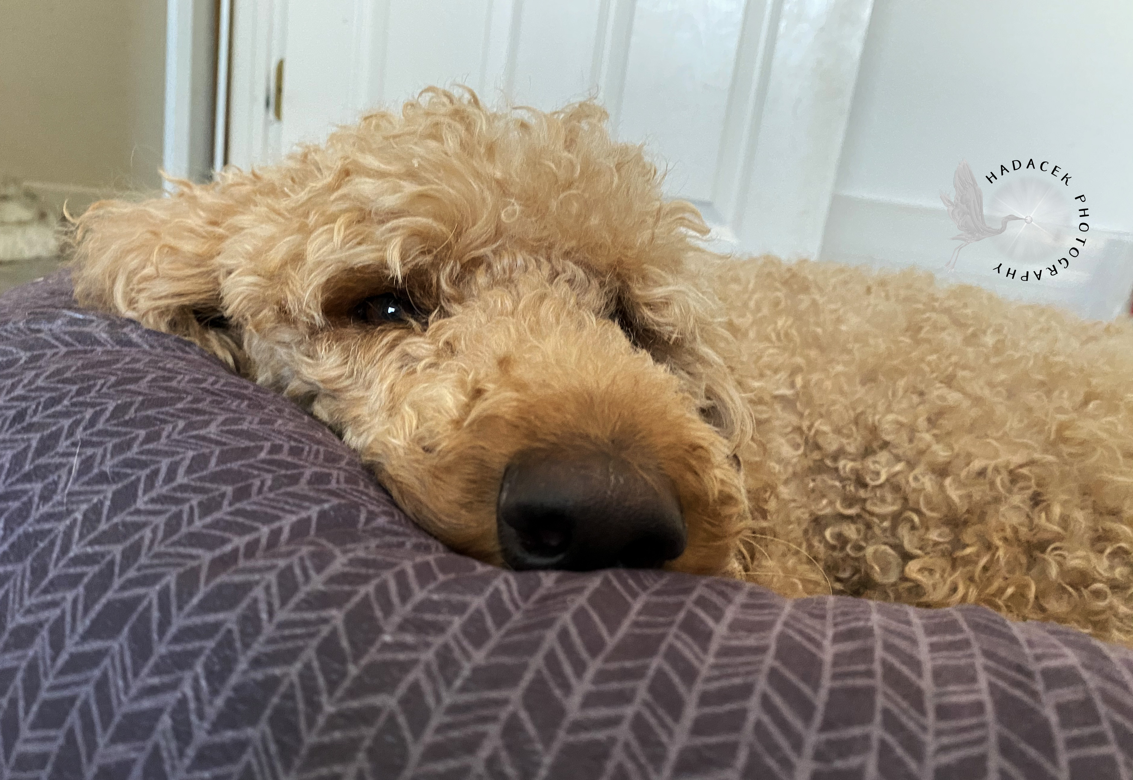 sleeping poodle