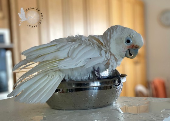 Goffin's cockatoo bathing