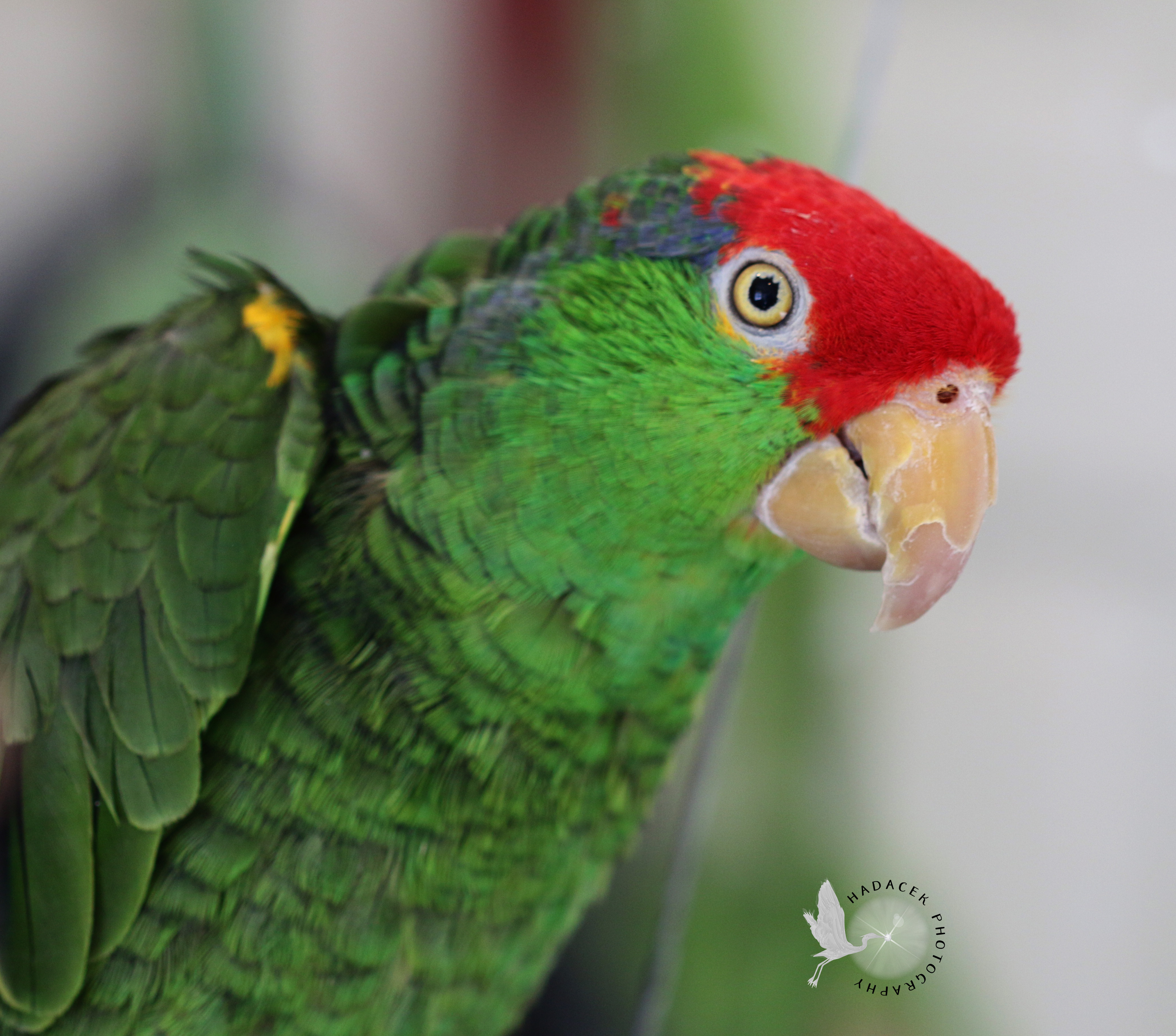 Green-Cheeked Amazon Parrot