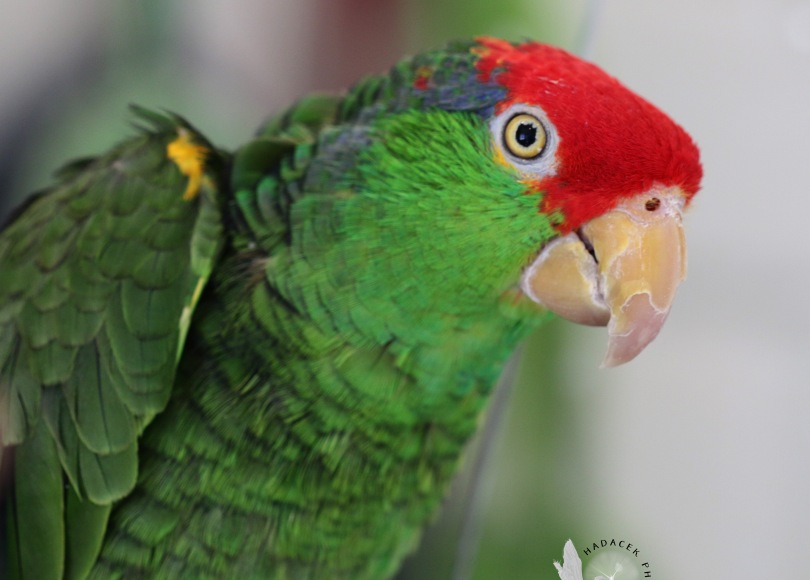 Green-Cheeked Amazon Parrot