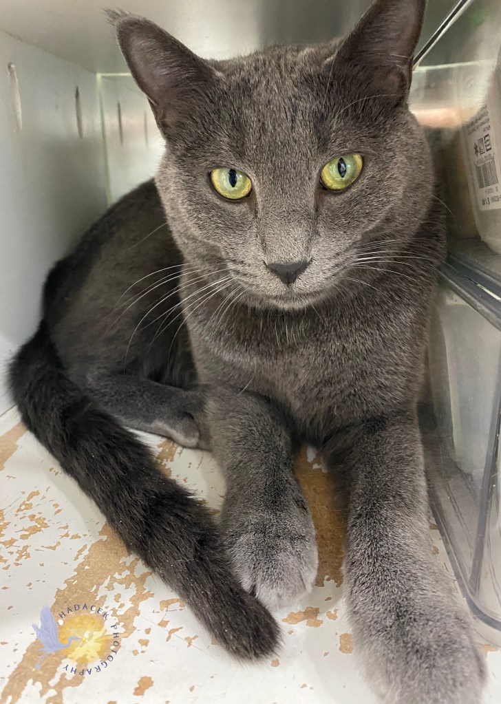 gray cat