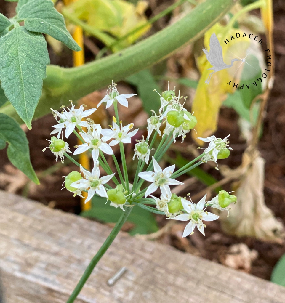 Six tiny white petals circle a light green stigma with tiny white stamens. There are stalks of flowers, in various stages of growth, radiating out from the head at the end of a slender stalk.