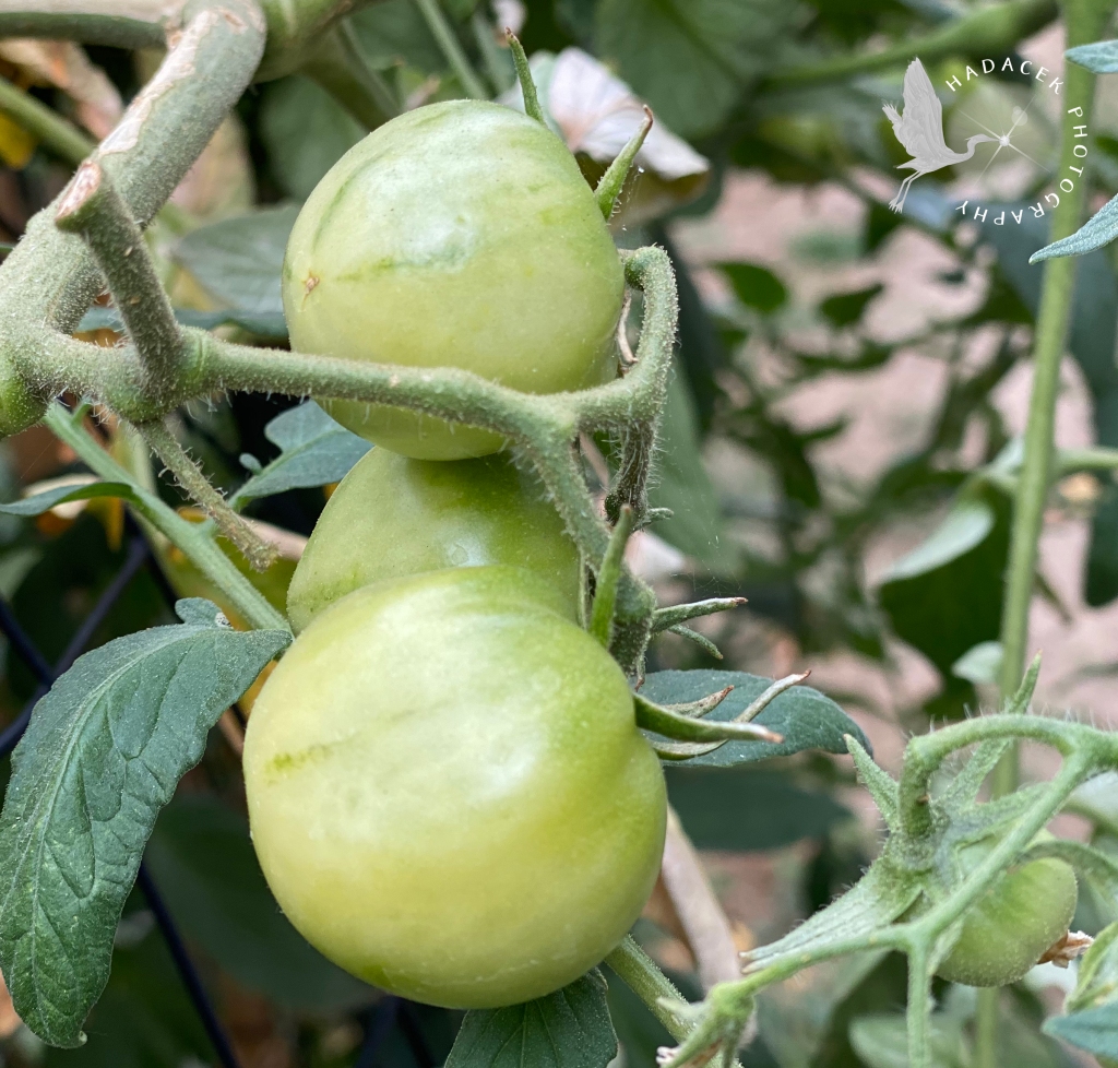 There's a cluster of three light green tomatoes on the left and a small tomato nestled in the bush on the right.