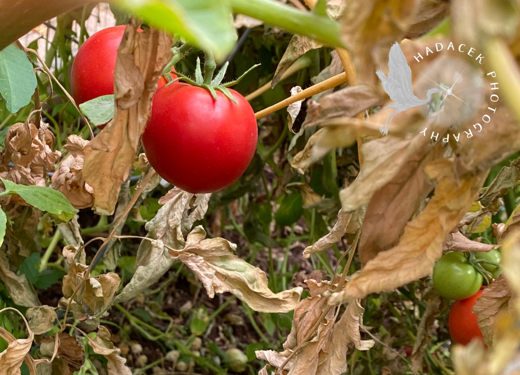 Bright red tomatoes are startling among dead leaves. A cluster of green tomatoes is tucked away on the right.