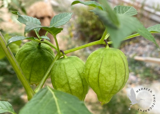 tomatillos