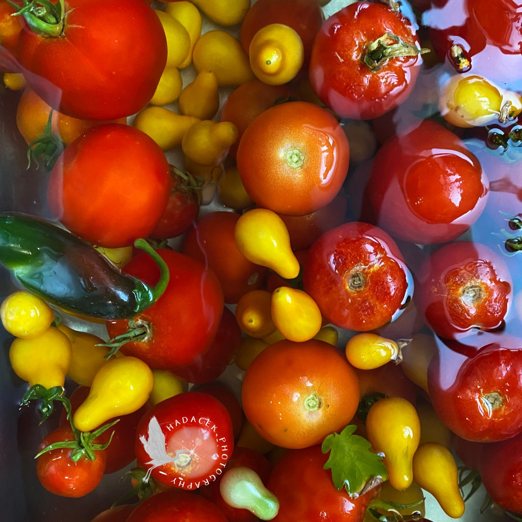 Ripe tomatoes, yellow pear tomatoes