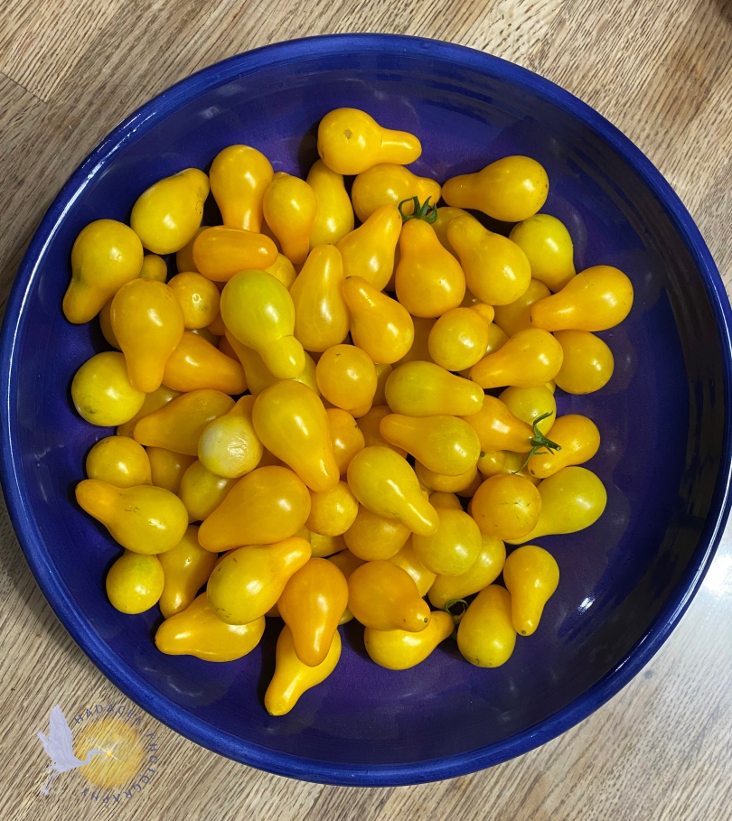 small, pear-shaped, yellow tomatoes in a purple dish