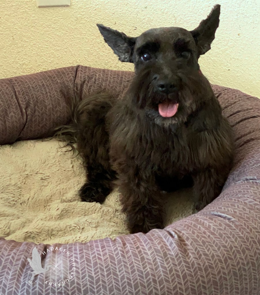 black dog in her bed