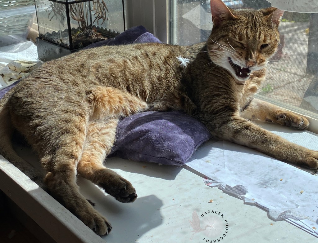 A Bengal cat (tan with black spots) lays in a window. She is looking surly with a smirk and a wink.