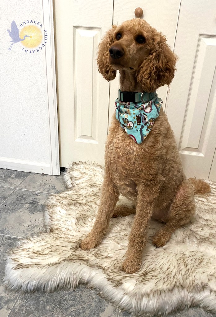 Apricot standard poodle sits upright on a fake fur bed. 