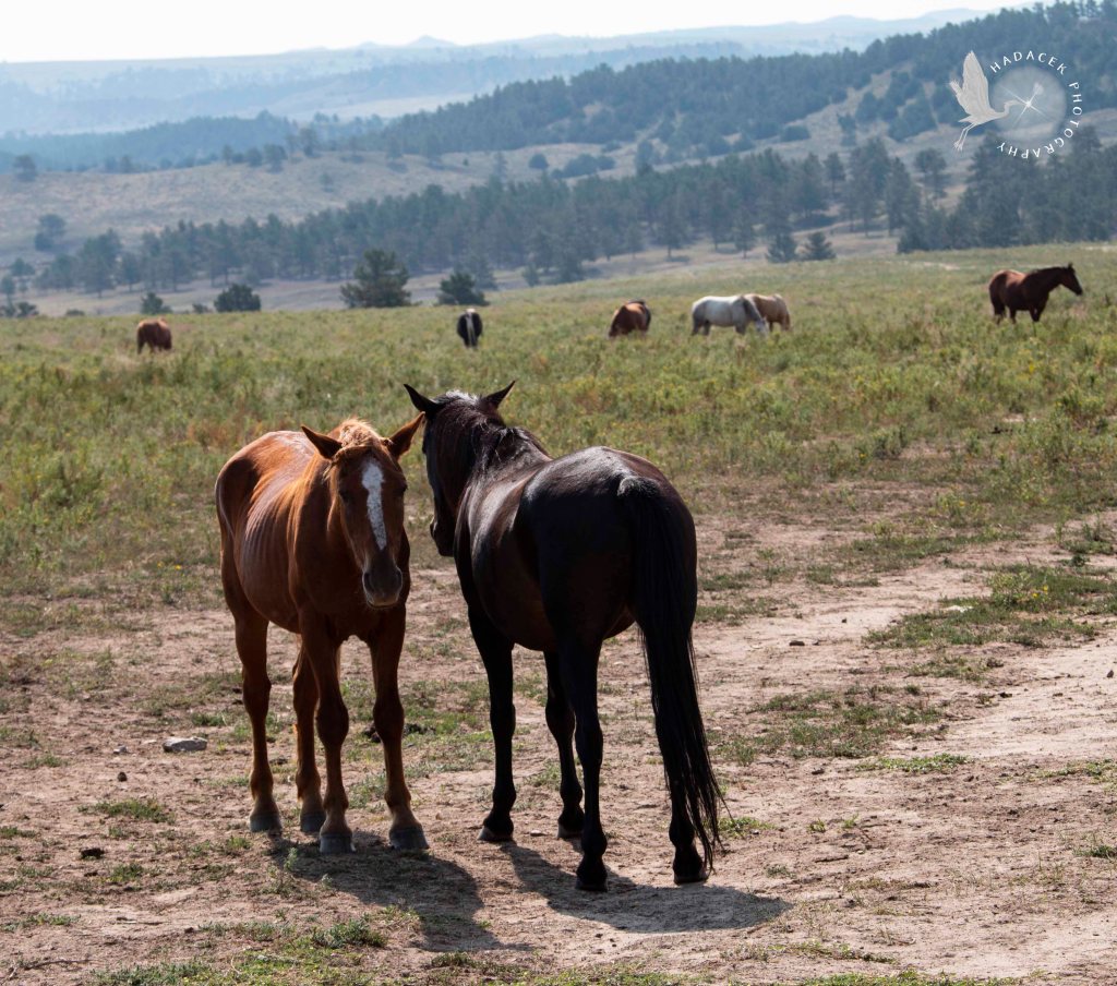 Black Hills Wild Horse Sanctuary