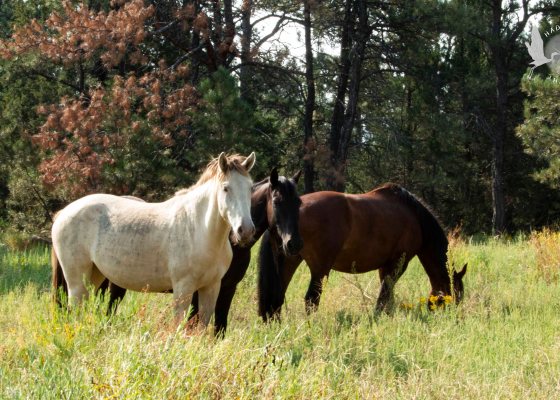 Black Hills Wild Horse Sanctuary