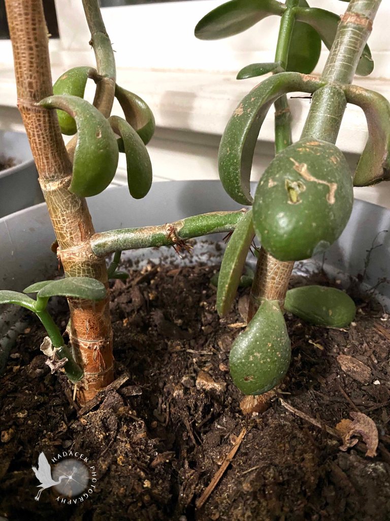 jade plants