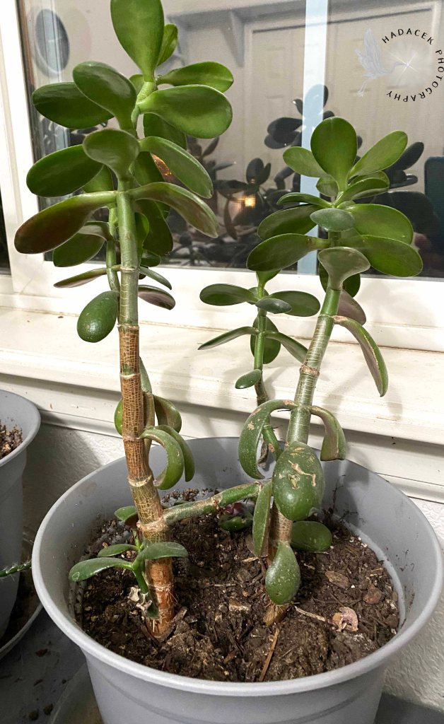 Jade plants