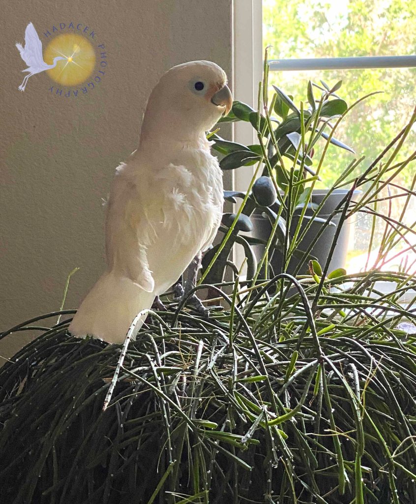 Goffin's cockatoo