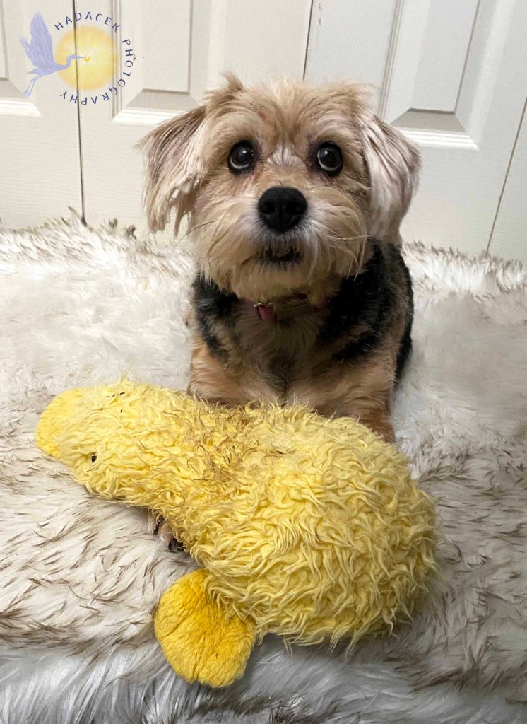 A gold and black dog sits up with her duck doll. She's looking up and away. 