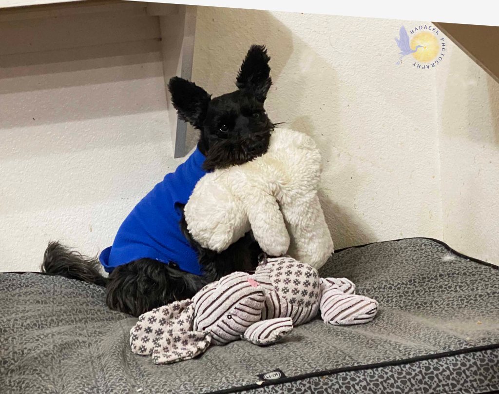 A black miniature schnauzer mix in a royal blue coat sits on her dog bed. She has a bunny toy in front of her and a white teddy bear in her mouth.