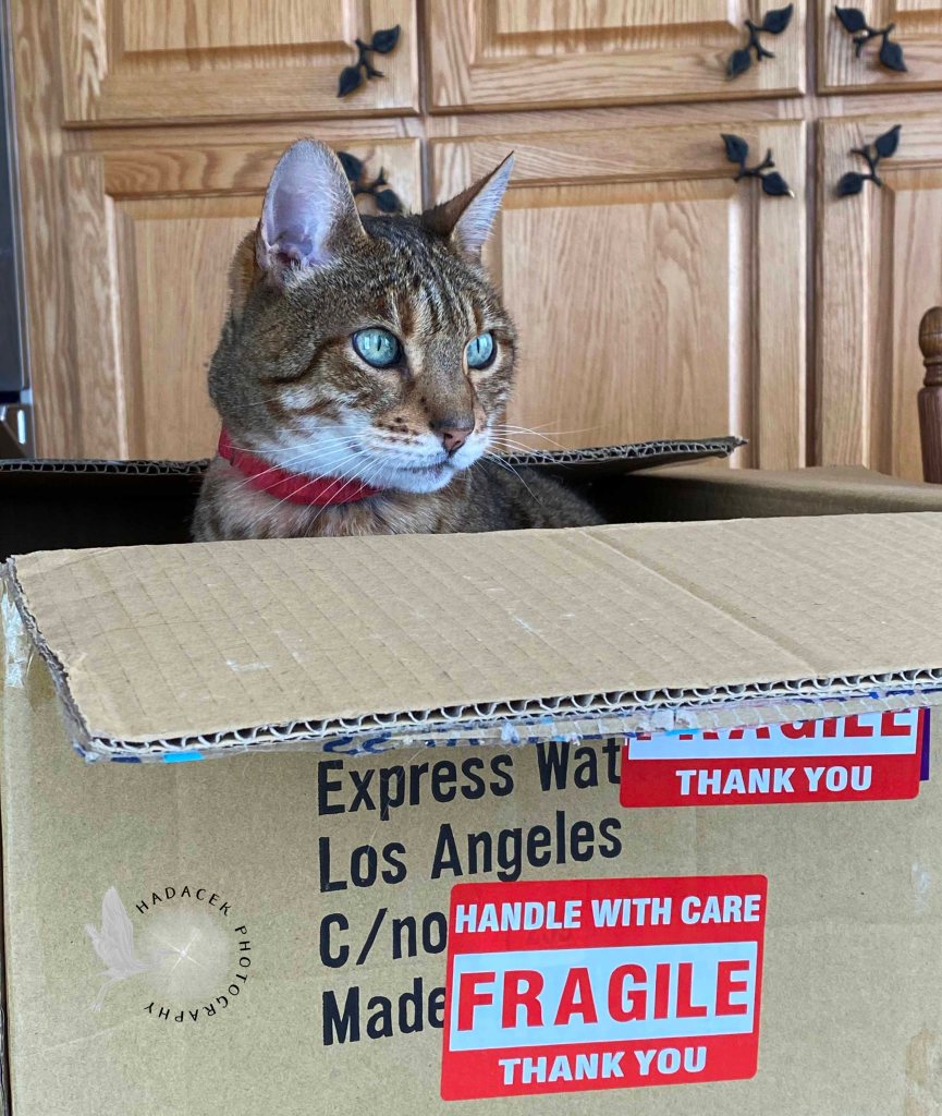 A Bengal cat wearing a red collar looks out of a cardboard box labeled "Fragile." Her green eyes are striking!