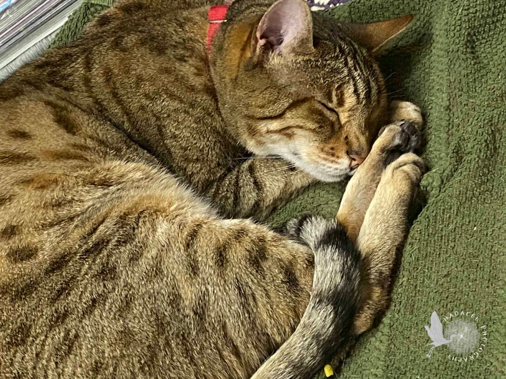 Sleeping Bengal Cat