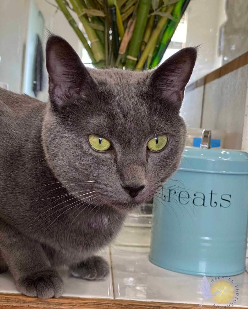 gray cat sitting by a  light blue treat cannister