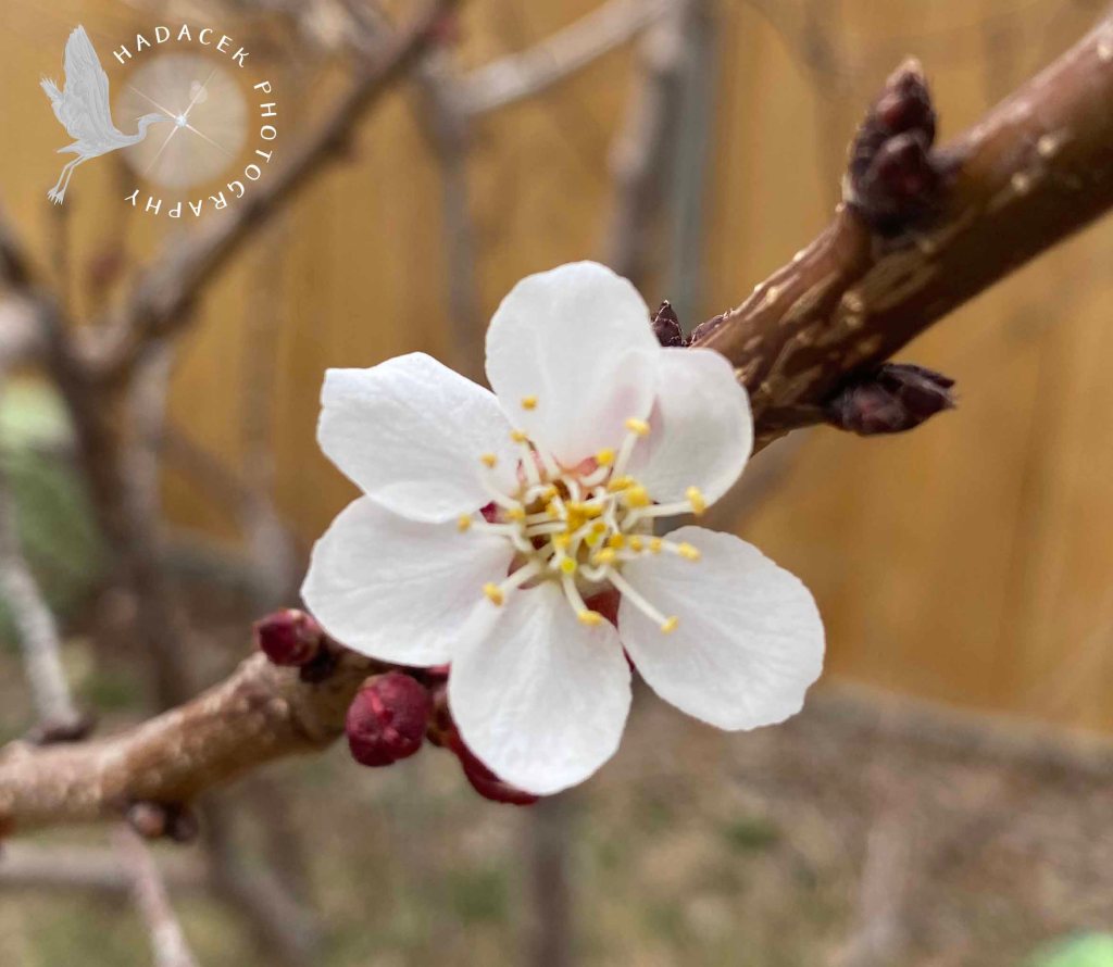 White blossom wide open, showing its stamen, growing on a branch. Tiny magenta buds cluster on one side.