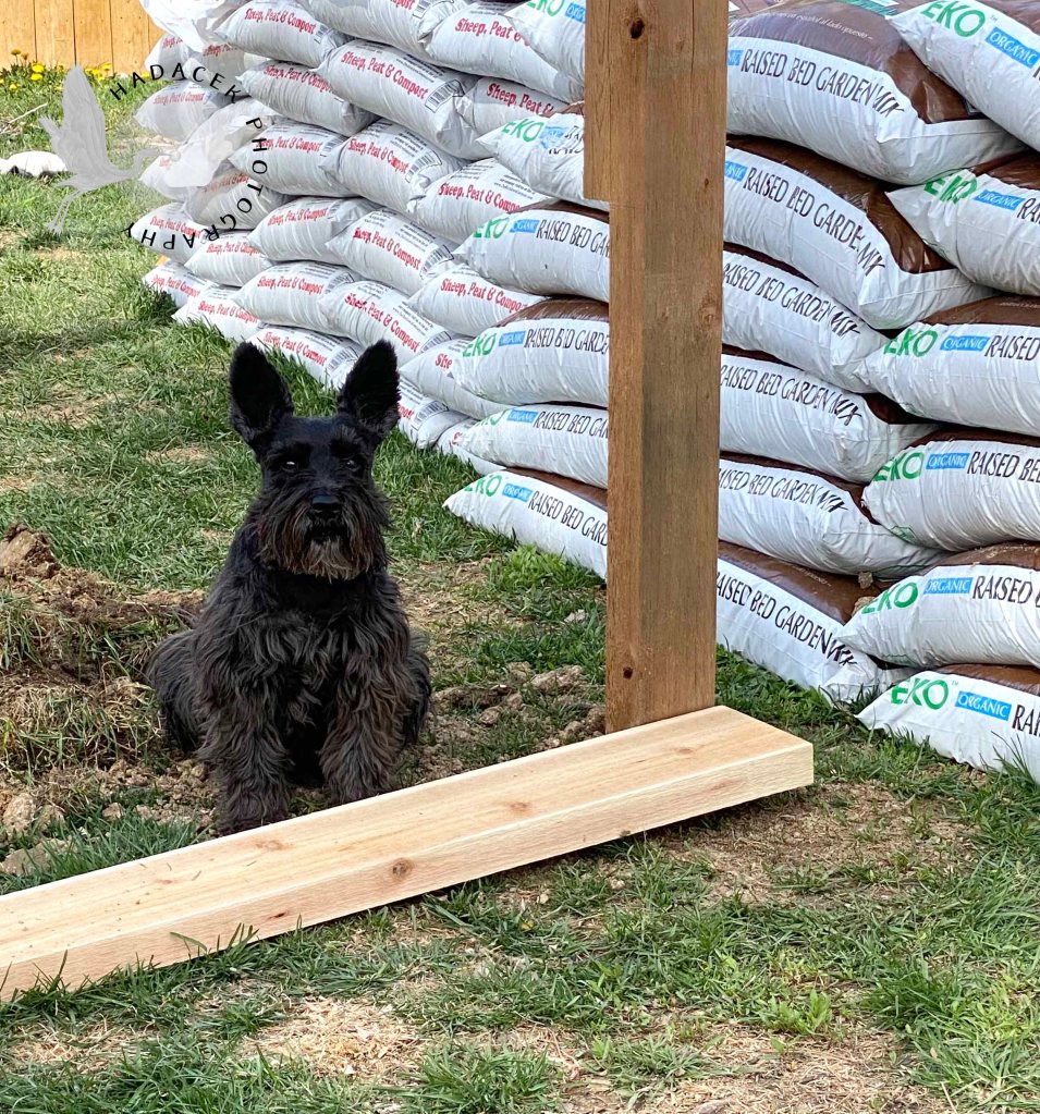A black schnauzer-mix dog sits alertly by disturbed earth, lumber, and bags of gardening soil.