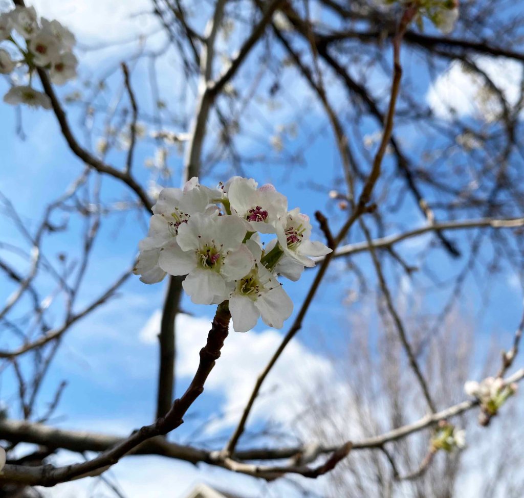 A cluster of several white blossoms with delicate green stamen show up among the generally bare branches in front of a bright blue sky.