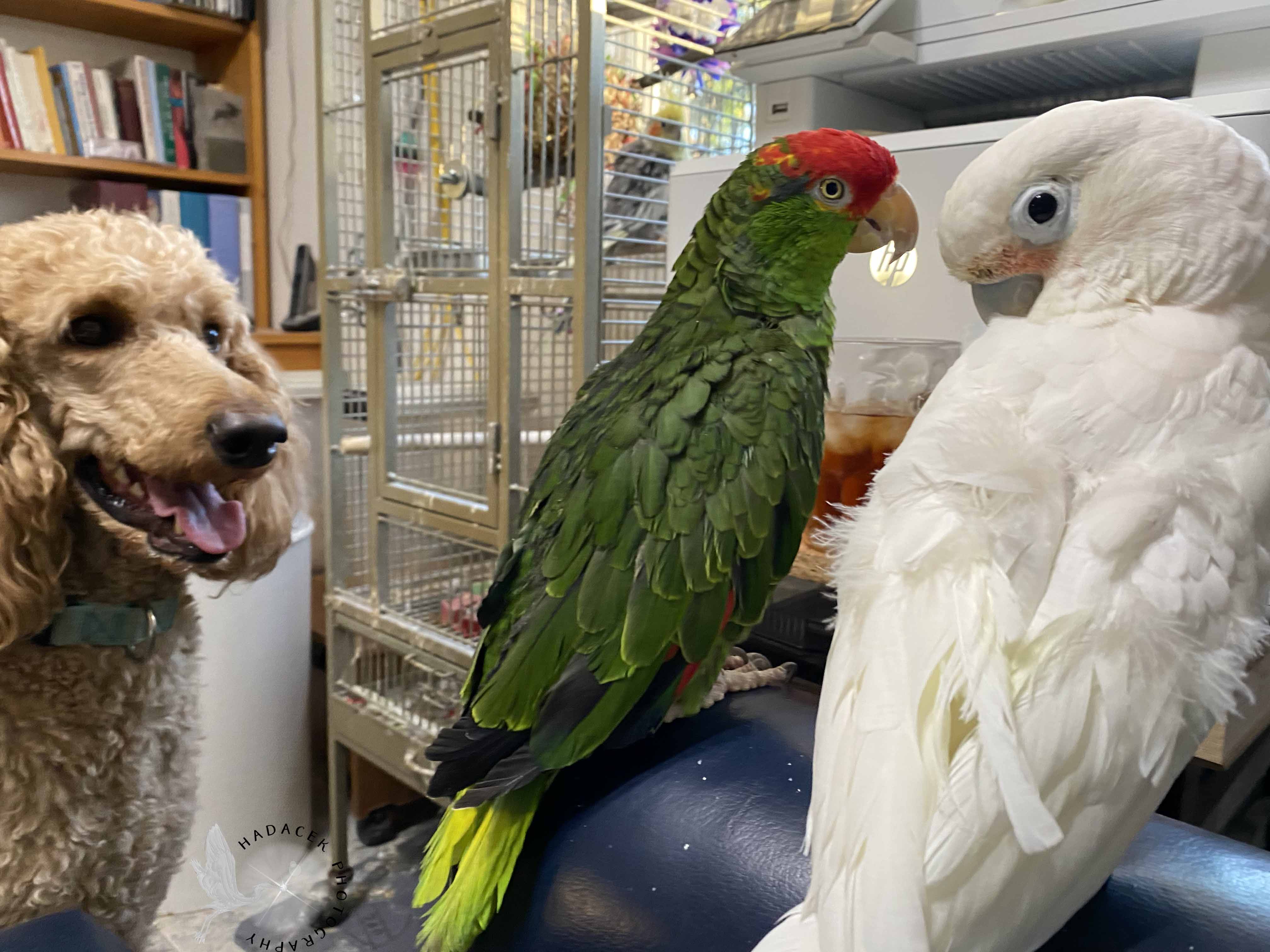 parrots and dog