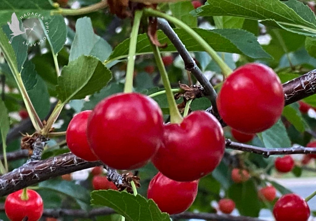 Ripe red cherries dangling from a branch.