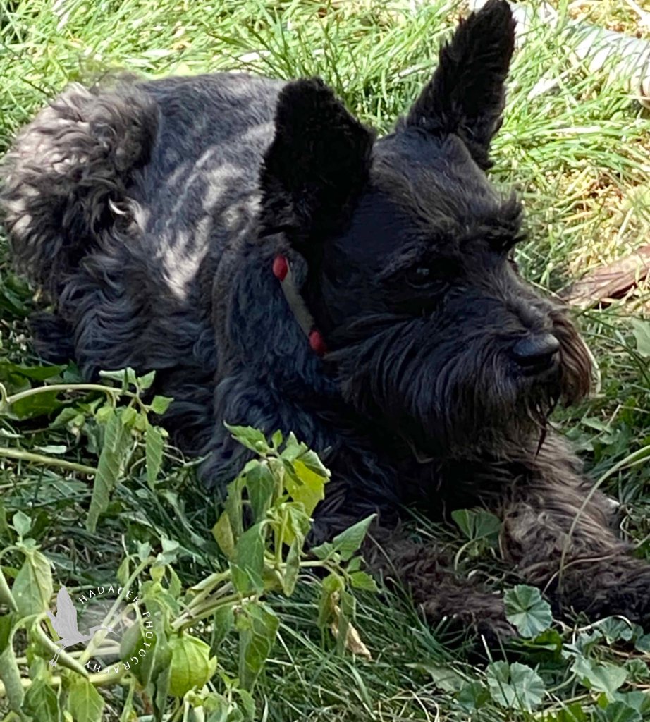 Serious black dog with a moustache lays in the grass beside the garden.