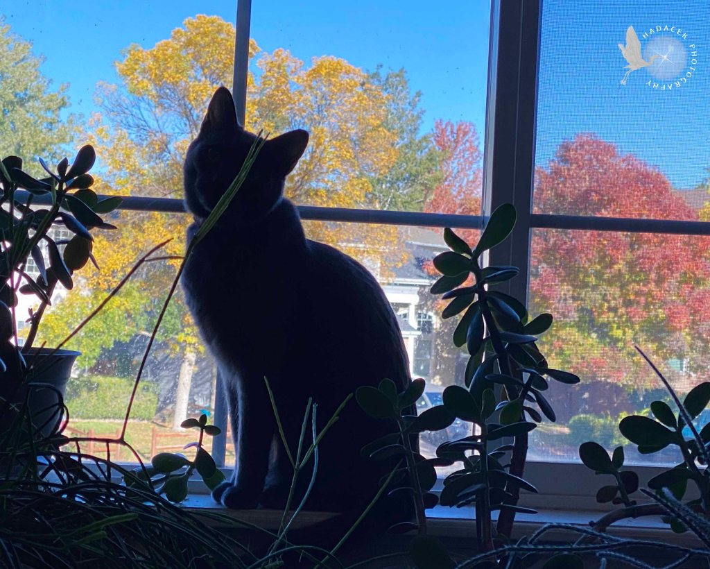 A cat is silhouetted  in a window with gold and red trees in the background. Houseplants fill the foreground.