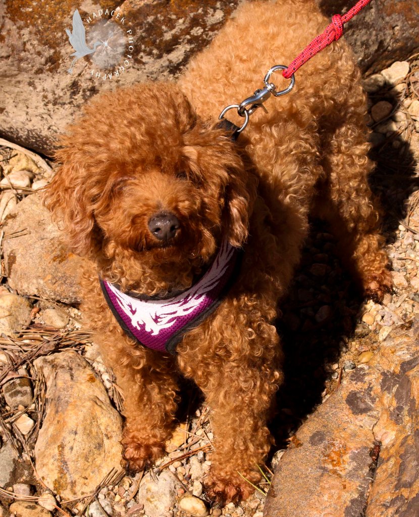 Red miniature poodle on a leash, standing on rocky ground.