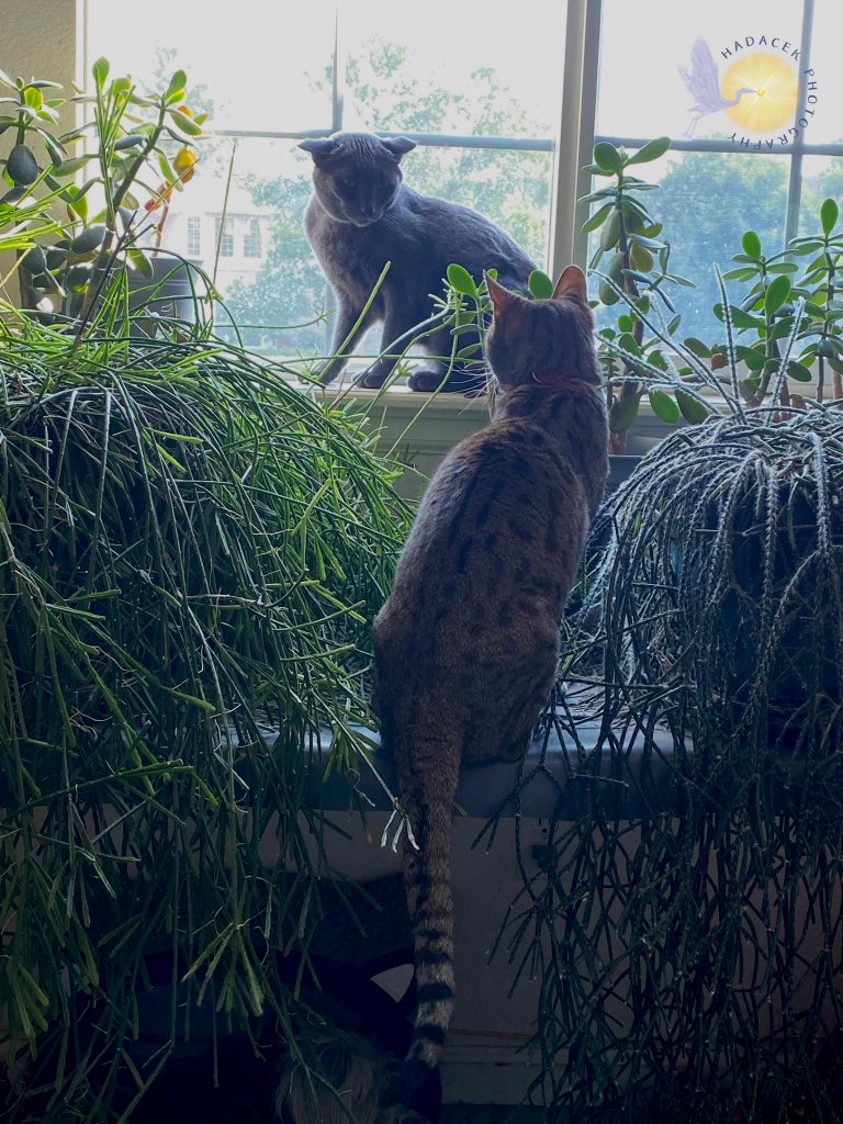 A gray cat sits in a window with mad ears, looing at the Bengal cat who wants her spot.