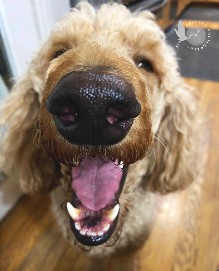 A smiling poodle has her mouth open, tongue at the ready.